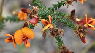 178 Steal Everything That Aint Nailed Down w Nuytsia floribunda CPBBD AUSTRALIA [upl. by Adlanor]