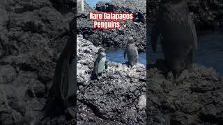 CRAZY Penguins Rare galapagos penguins travel travelvlog traveling penguin endangeredspecies [upl. by Jodi]