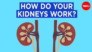 How do your kidneys work  Emma Bryce [upl. by Elimaj]