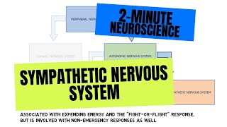 2Minute Neuroscience Sympathetic Nervous System [upl. by Hannahsohs934]