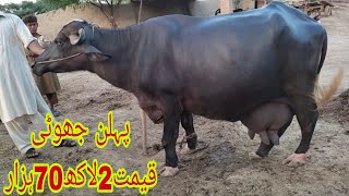 ڈاکٹرتیموراحمدبھٹہ393گ ب تاندلیانوالہ3عددبھینسیںNeeli ravi high capacity milk top auder buffalo [upl. by Kinemod]