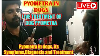 Pyometra in dog। pyometra in dog live treatment [upl. by Aihsatsan]