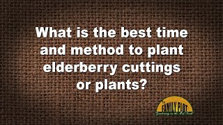 QampA – What is the best time and method to plant elderberry cuttings or plants [upl. by Prudhoe531]