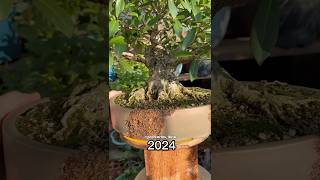 ANTES e DEPOIS incrível deste bonsai de FIGUEIRA“Ficus organensis” Já SEGUE pra mais 😉🚀🌳 [upl. by Edgard]