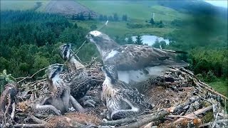 20 June 08 30  Seren indignifies her chicks with sticks 😜  ©️NRW LlynClywedog [upl. by Atnes931]