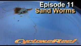 CycloneReef EP 11 Sand Worm [upl. by Yelssew692]