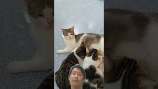 Kocheng nyusuu cat imut kucing lucunya catlover kucinglucu kitten shortvideo shorts [upl. by Aneras488]