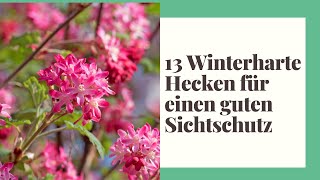 13 Winterharte Hecken für einen guten Sichtschutz [upl. by Neimad]