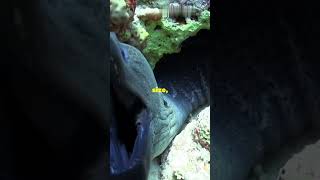 Meet the Fascinating Pelican Eel facts astronomyhistory youtubeshorts science ancientastronomy [upl. by Adnoraj]