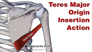 Teres Major Anatomy Origin Insertion amp Action [upl. by Weldon462]