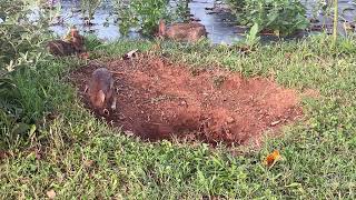 A Cottontail Family In An Alabama Garden Part 2 [upl. by Tomasz]