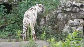 Tigrebranco tigredebengala Zoo de São Paulo [upl. by Waldack83]