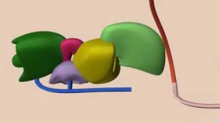 mRNA Splicing [upl. by Noorah]