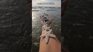 Just in time Saving starfish from drying out 🥺 [upl. by Nyloc]