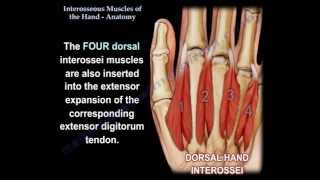 Interosseous Muscles Of The Hand Anatomy  Everything You Need To Know  Dr Nabil Ebraheim [upl. by Nennahs]