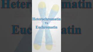 ChromatinHeterochromatinEuchromatin biology science youtubeshorts neetbiology pgtbio csir [upl. by Ching]