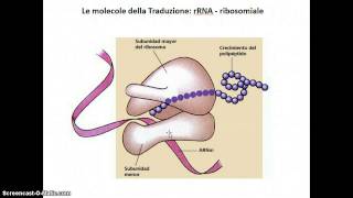 Trascrizione e traduzione [upl. by Smalley]