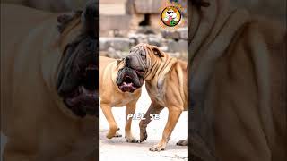 LaHISTORIAOculta delSHARPEI DesdePerro dePELEAhasta Mejor Amigo SharPei AventuraPlaza [upl. by Neahs]