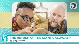 The Return of the Giant Galliwasp to Jamaica  TVJ Smile Jamaica [upl. by Goodill]