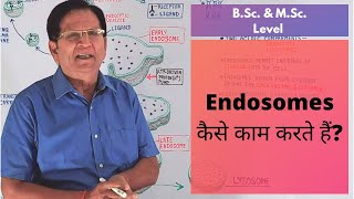 What Are Endosomes  BSc amp MSc Level [upl. by Chatterjee]