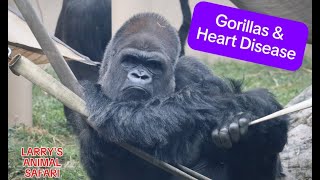 Gorillas amp Heart Disease gorillas [upl. by Etteiluj219]