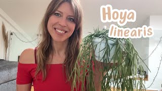 Hoya linearis Amazing Trailing Plant [upl. by Hamid568]