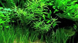 Ludwigia brevipes [upl. by Erot]