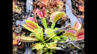 Planta carnivora VFT B52 Dionaea muscipula B52 [upl. by Aliac793]