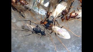 Big Swarm of Male Winged Ants [upl. by Eillil887]