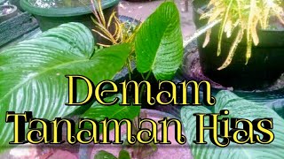 DEMAM TANAMAN HIAS [upl. by Myra]