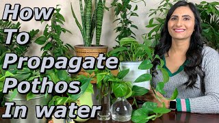 How To Propagate Pothos  Watering Sunlight Fertilizer Transplant amp Care Tips [upl. by Acinoreb266]