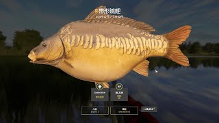 Russian Fishing 4｜The Amber Lake－Trophy Linear Carp  Scaly｜琥珀湖－帶形鏡鯉25476kg [upl. by Alrick]