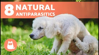 8 NATURAL DEWORMERS for DOGS 🐶✅  Do They Work [upl. by Enaffit233]