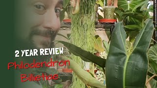 Philodendron Billietiae Review  2 years on  Was it worth it [upl. by Yatnohs]