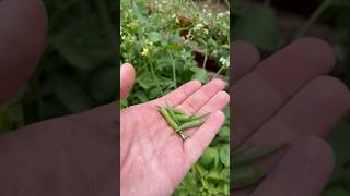 Have you tried eating radish seed pods I love how easy they are to snack on gardening radish [upl. by Ahseal]