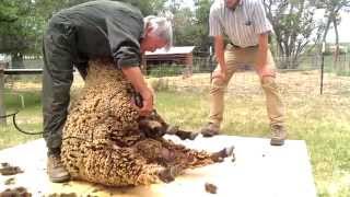 Sheep Shearing with David Lynch [upl. by Hafeenah]