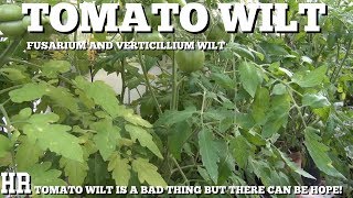 ⟹ TOMATO WILT  fusarium wilt  My take on it and the damage it did [upl. by Chrystal405]