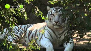 Audubon Zoo Tour  New Orleans Louisiana [upl. by Burman247]