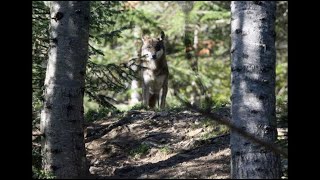 Pour 2018 ce sera 40 loups tués en France [upl. by Eirbua]