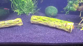 Shrimp Tank Deep Cleaning  Detritus Worms Removed [upl. by Oibirot]