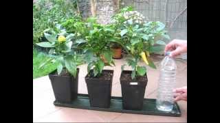 DIY self watering system for pot plants part1 Hydroponics basic [upl. by Damaris260]