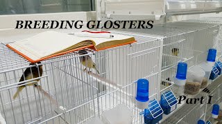 Gloster Canary Breeding Part 1  How to breed canaries [upl. by Moe]