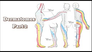 Thoracic amp Lumbar dermatomes  Dermatomes part 2 MSKphysicaltherapy [upl. by Pharaoh]