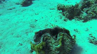 Coral beach natural reserve  Eilat [upl. by Mattox]