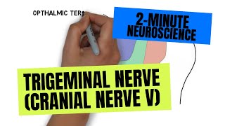 2Minute Neuroscience Trigeminal Nerve Cranial Nerve V [upl. by Ariaet]