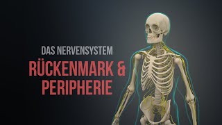 Nervensystem Teil 1  Rückenmark und Peripherie Animation [upl. by Ihcalam]