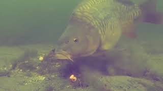 3 UNDERWATER CARP VIDEOS  Le mangiate delle carpe sulle esche Carp eat our bait [upl. by Brigette332]