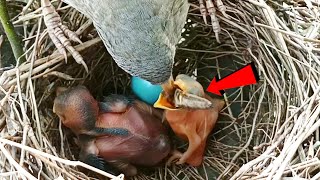 Wild babbler bird is feed the cuckoos baby birdsandbaby8259 [upl. by Pardoes]