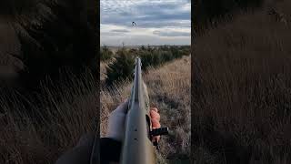 SD Pheasant Hunting  Early Season Highlights pheasanthunting sdinthefield jcwoutdoors [upl. by Aihsemot]