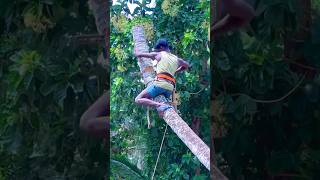 8610339350 tree cutter in kaniyakumari  amazing tree cutting [upl. by Meredi]